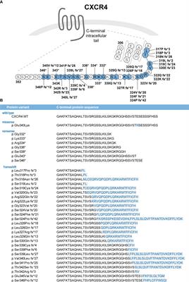 Expanding CXCR4 variant landscape in WHIM syndrome: integrating clinical and functional data for variant interpretation